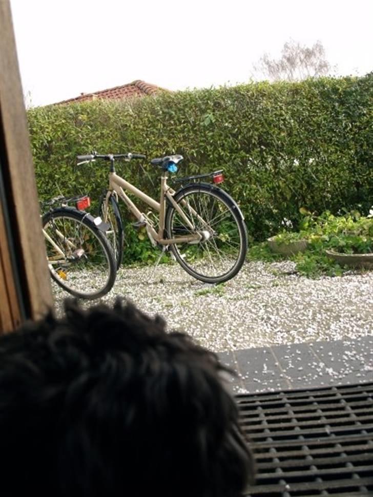 Dvaergschnauzer Silas - skal man gå ud, eller blive inde ?  billede 15