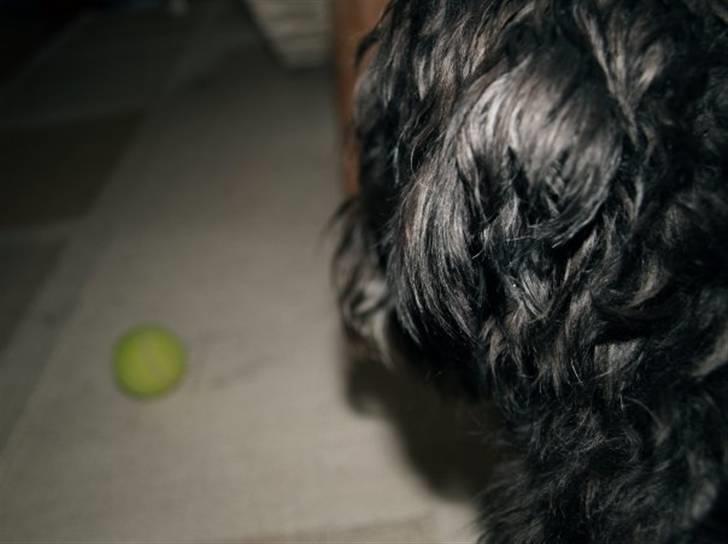 Dvaergschnauzer Silas - der er den .. bolden  billede 16