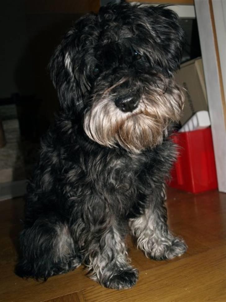 Dvaergschnauzer Silas billede 18