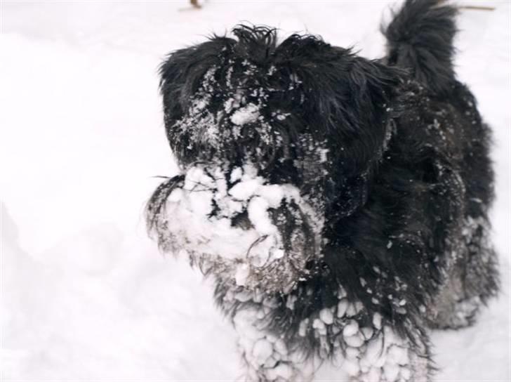 Dvaergschnauzer Silas billede 19