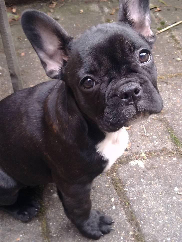 Fransk bulldog Nala R.I.P 24/12-09_12/7-11 - leger model=) 2/5-2010 billede 1