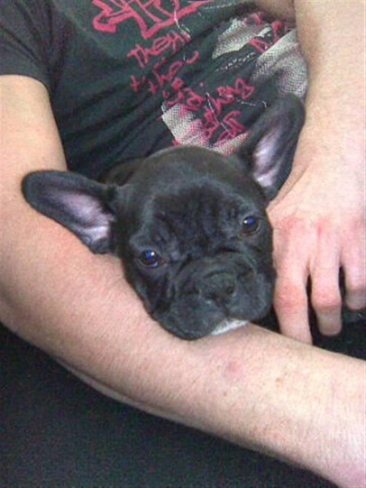 Fransk bulldog Nala R.I.P 24/12-09_12/7-11 billede 2