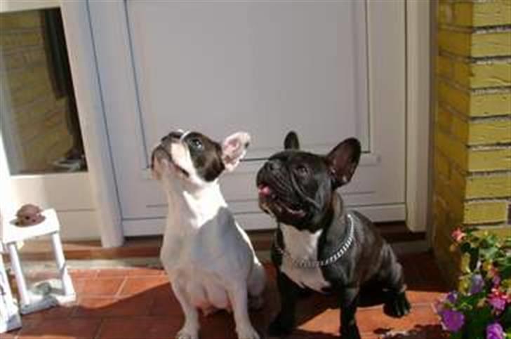 Fransk bulldog Nala R.I.P 24/12-09_12/7-11 - Nala´s forældre - Thorkild og Gismo billede 3