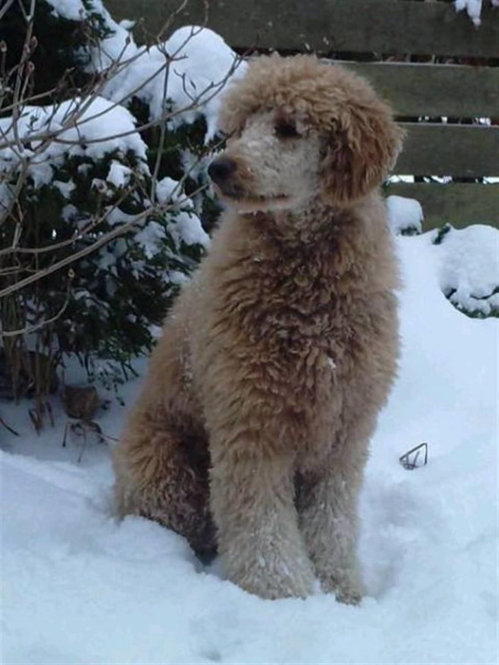 Storpuddel Nuka billede 1