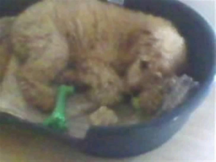 Storpuddel Nuka billede 2