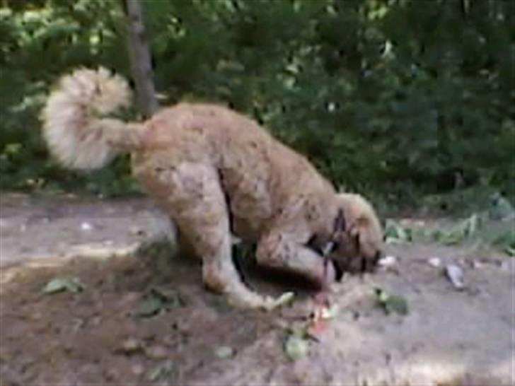 Storpuddel Nuka billede 3