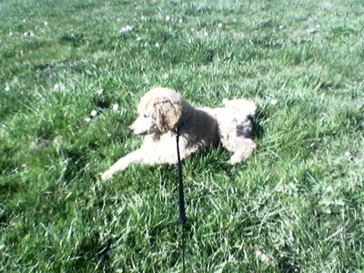 Storpuddel Nuka billede 4