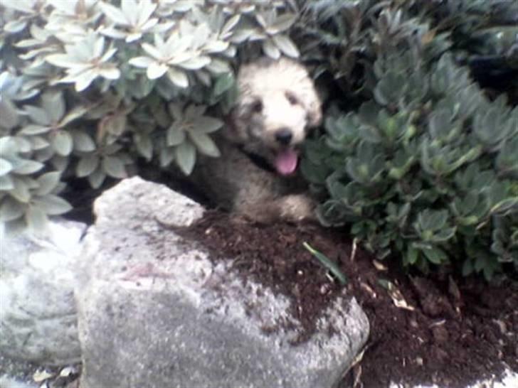 Storpuddel Nuka billede 5