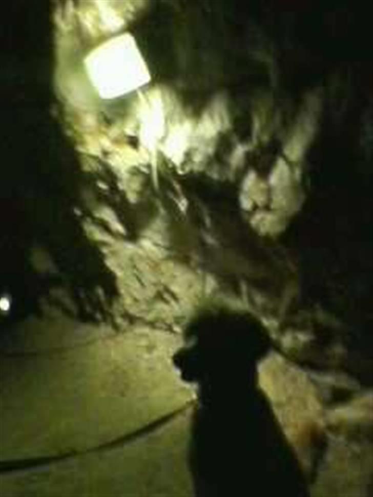 Storpuddel Nuka billede 6