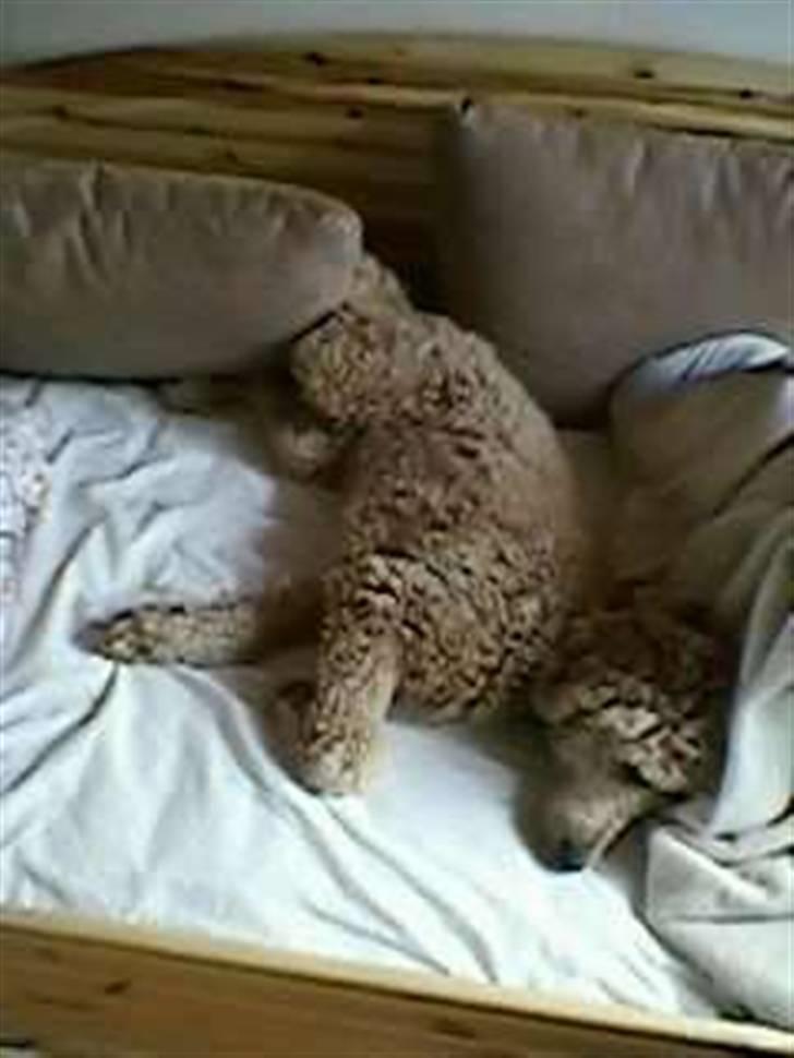 Storpuddel Nuka billede 7