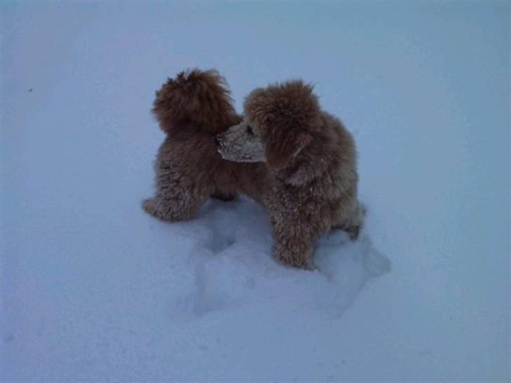 Storpuddel Nuka billede 9