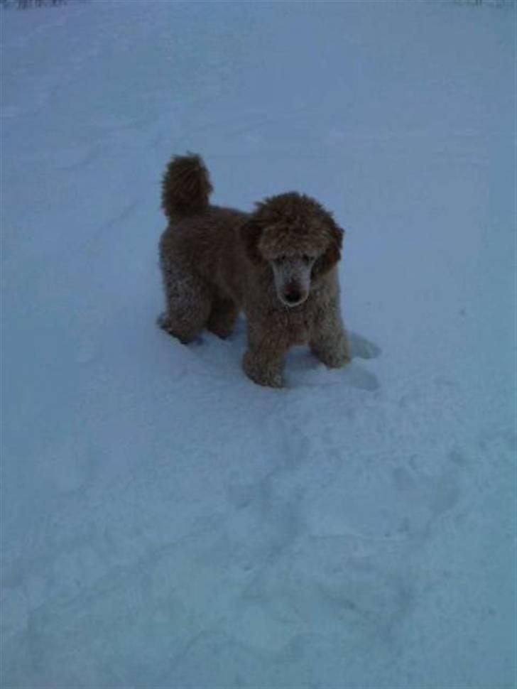 Storpuddel Nuka billede 10