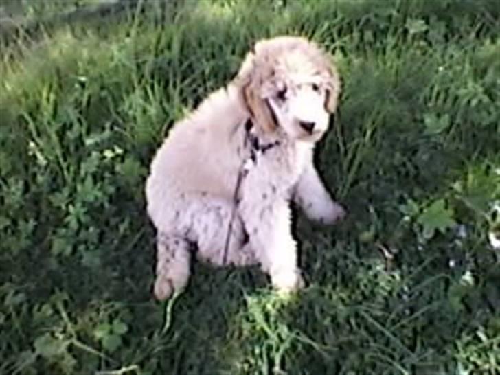 Storpuddel Nuka billede 11