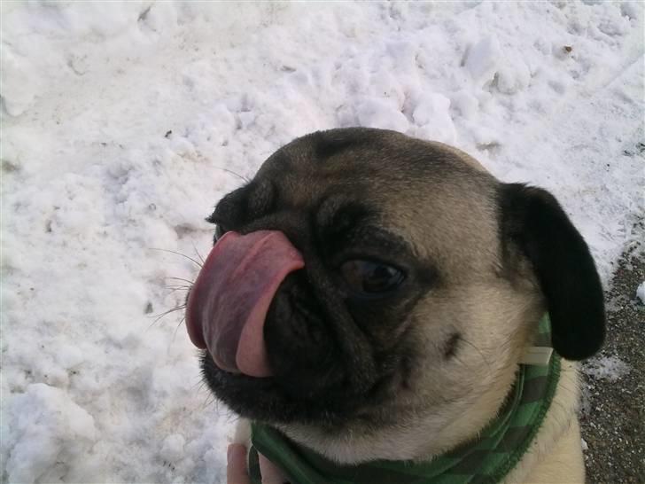 Mops Louis - Kodac Moment hehe billede 20