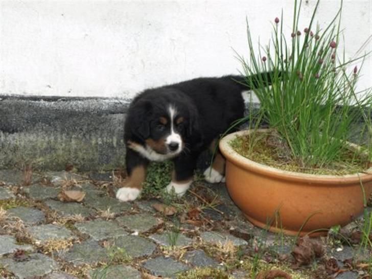 Berner sennenhund Vanilla - Vanilla som lille :D billede 7