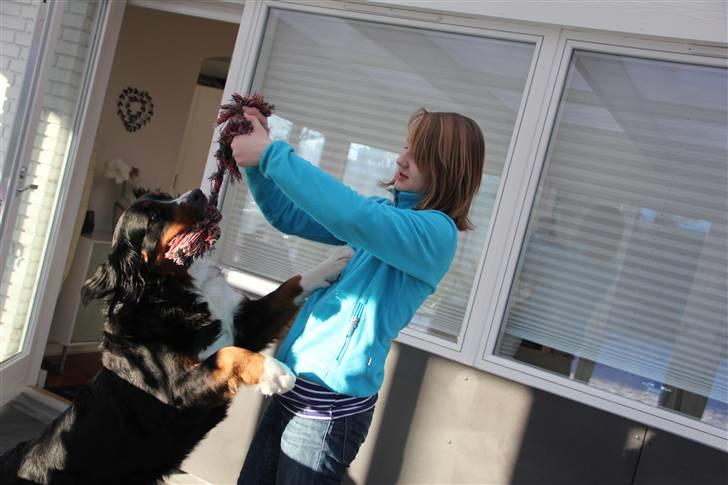 Berner sennenhund Vanilla - Det er Emma hende der ejer Buster<3  billede 9