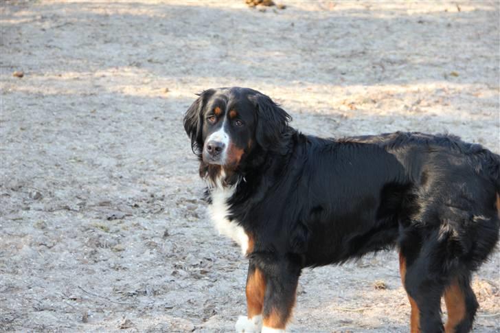 Berner sennenhund Vanilla - Vanille ude på heste folden :D billede 11