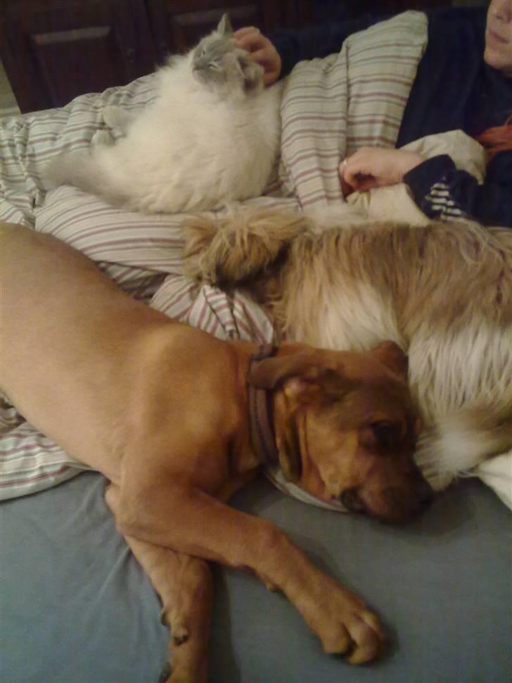 Blanding af racer Aslan - Hygger lige med vennerne... billede 9