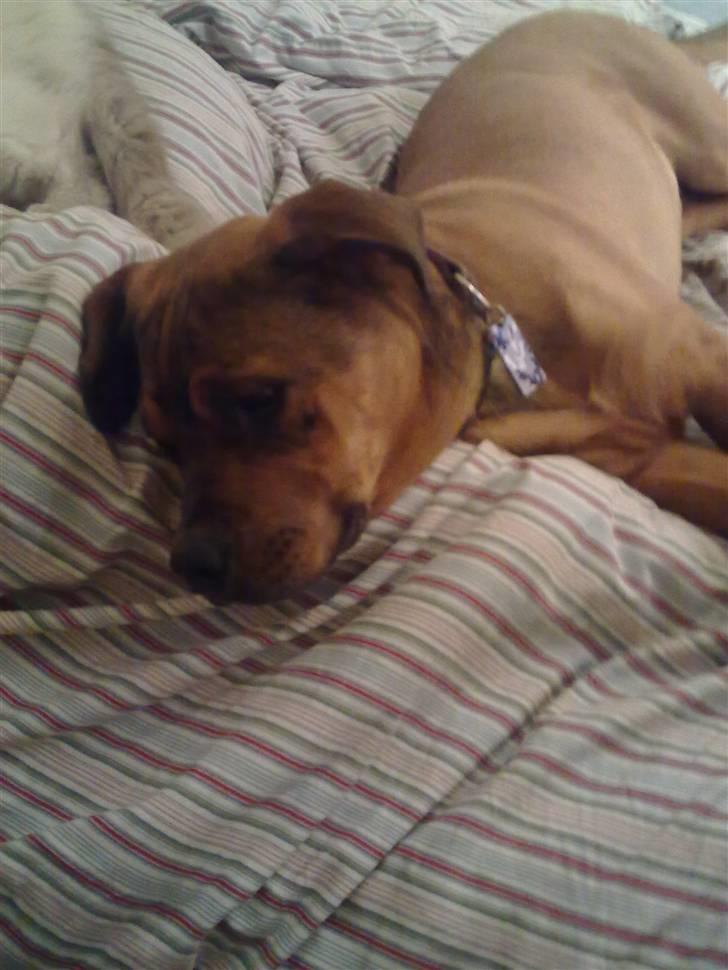 Blanding af racer Aslan billede 10