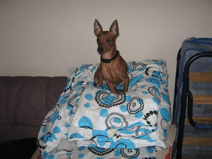 Dvaergpinscher Bølle er kommet til en familie på fyn billede 1