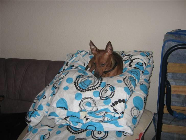 Dvaergpinscher Bølle er kommet til en familie på fyn billede 2