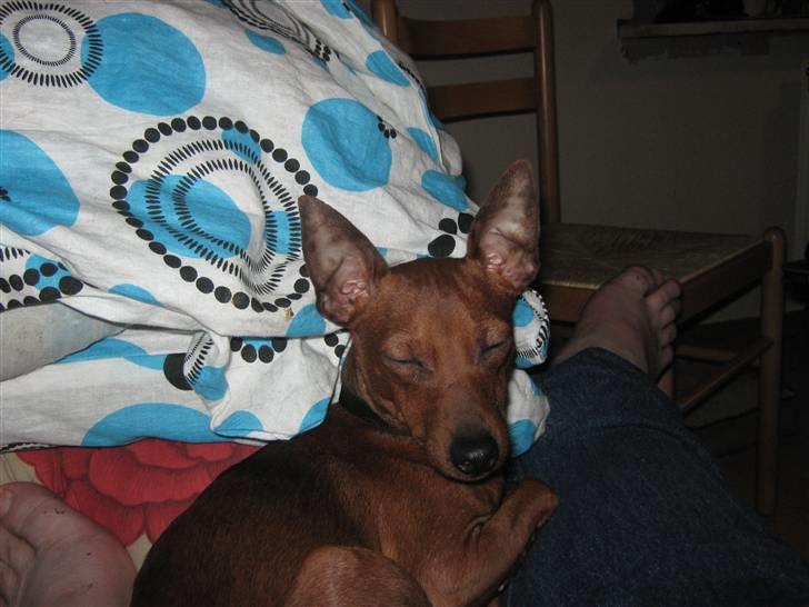 Dvaergpinscher Bølle er kommet til en familie på fyn billede 3