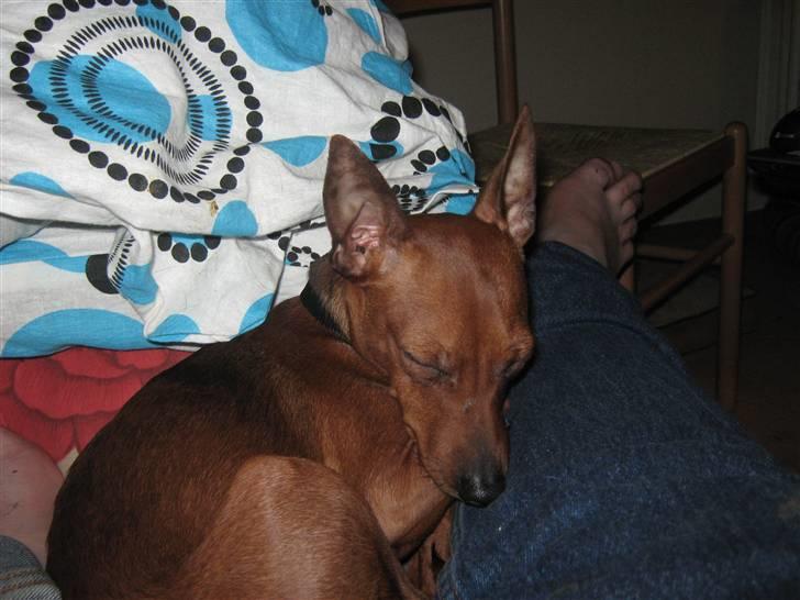 Dvaergpinscher Bølle er kommet til en familie på fyn billede 4