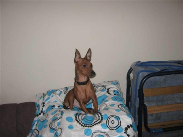 Dvaergpinscher Bølle er kommet til en familie på fyn billede 5