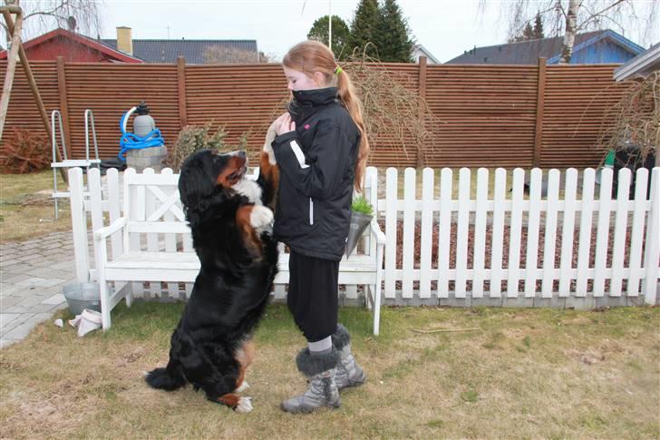 Berner sennenhund Vanilla - Jeg er hved og lære Vanilla og gi hegh five! <3  billede 16