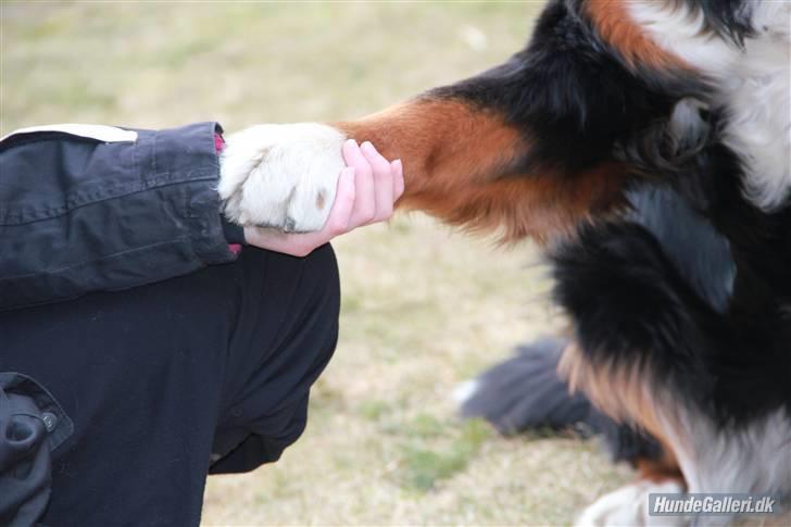 Berner sennenhund Vanilla - Tak! Fordi i kiggede med på Vanillas profil! :D Håber det var en fornøjelse! Smid gerne en kommetar og måske en bedømmelse :) xD <3 billede 2