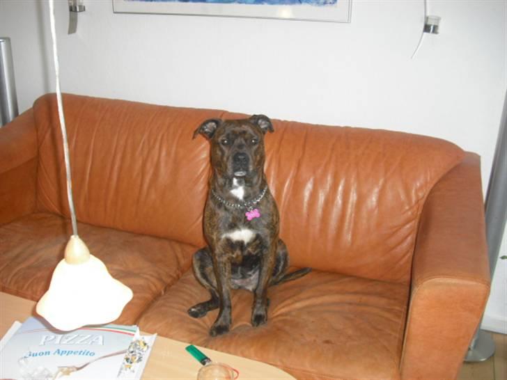 Amerikansk staffordshire terrier - Bessie <3 billede 7