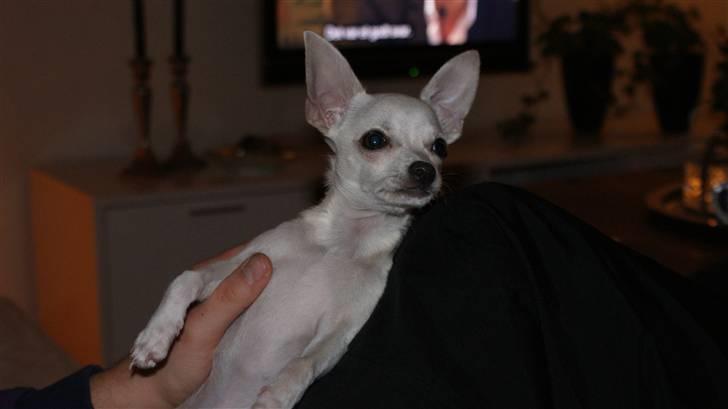 Chihuahua Fie billede 13