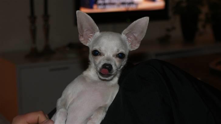 Chihuahua Fie billede 14