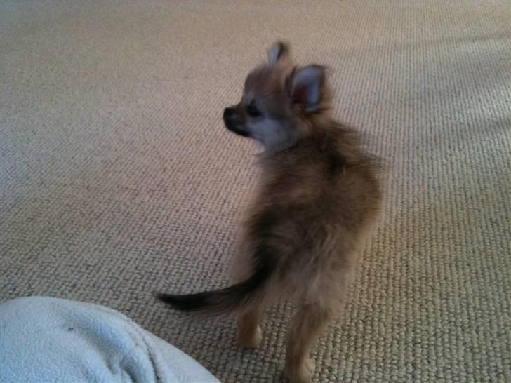 Blanding af racer Poppai billede 17