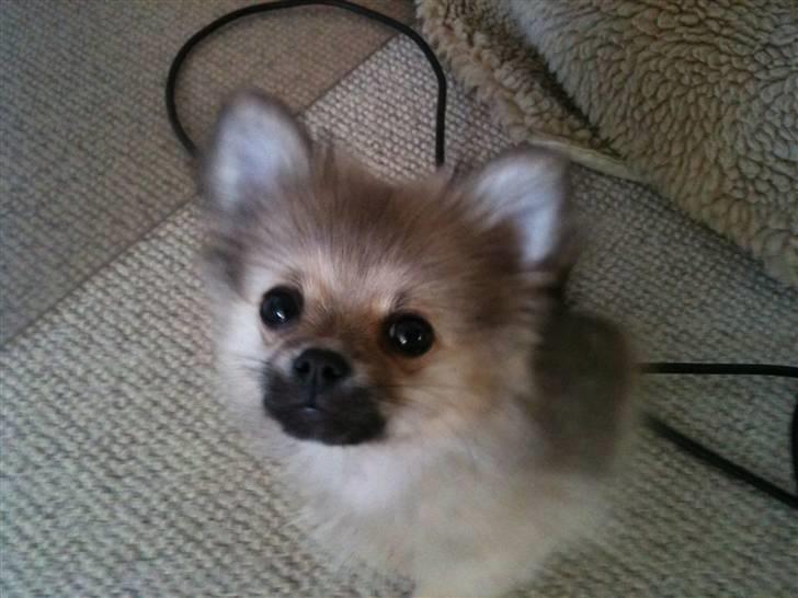 Blanding af racer Poppai - 13 uger. han bliver bare smukker og smukker. billede 16