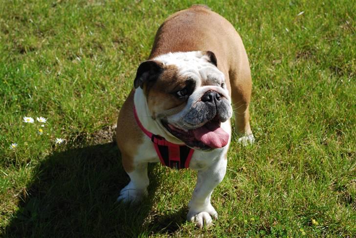 Engelsk bulldog Gabbana billede 1