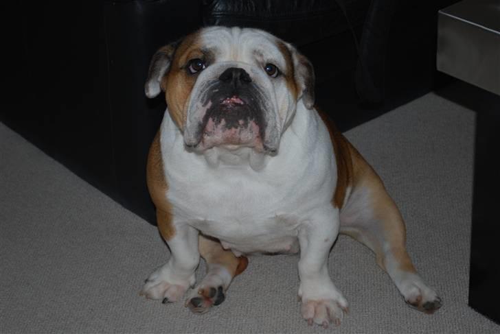 Engelsk bulldog Gabbana billede 2