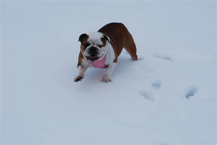 Engelsk bulldog Gabbana billede 3