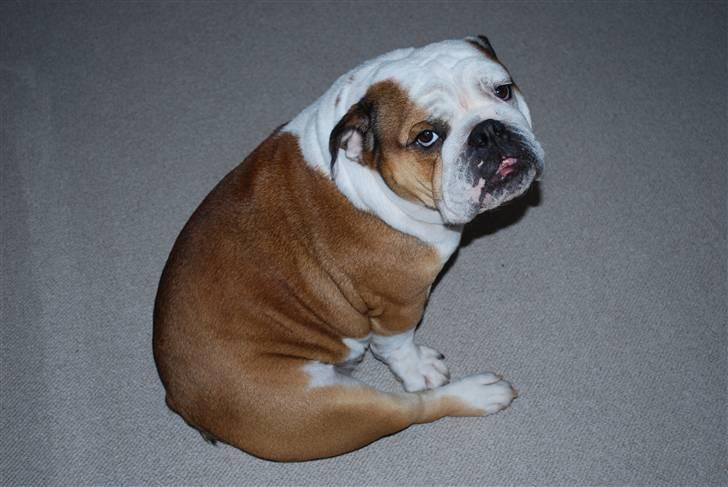 Engelsk bulldog Gabbana billede 4