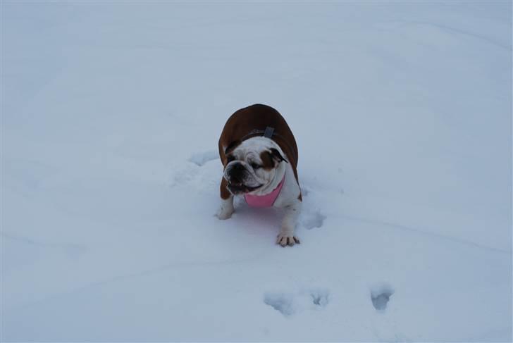 Engelsk bulldog Gabbana billede 5