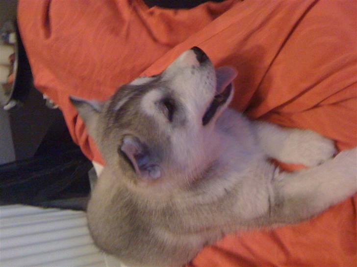 Siberian husky Neela - Jeg gider da ikke kigge på dig:D billede 2