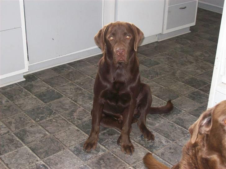 Labrador retriever chivas<33 R.I.P :'( :'( - sød det er han da!<3 ;D  billede 1