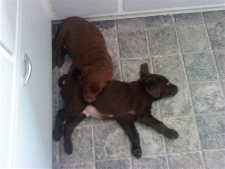 Labrador retriever chivas<33 R.I.P :'( :'( - sammen med hans ene bror<3  billede 2