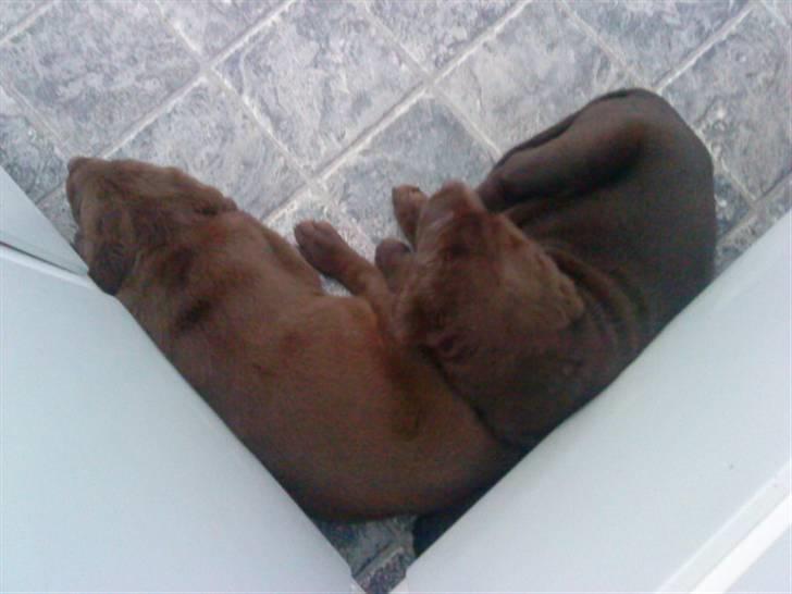 Labrador retriever chivas<33 R.I.P :'( :'( - dem igen <3  billede 3