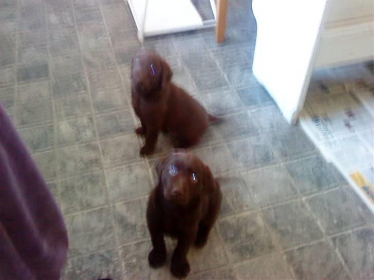 Labrador retriever chivas<33 R.I.P :'( :'( - chivas & hans bror <3  billede 4