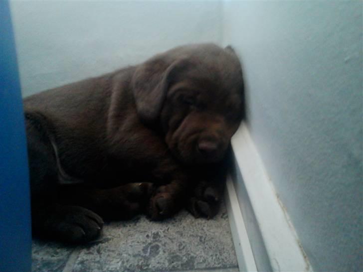 Labrador retriever chivas<33 R.I.P :'( :'( - nurrh <3  billede 5