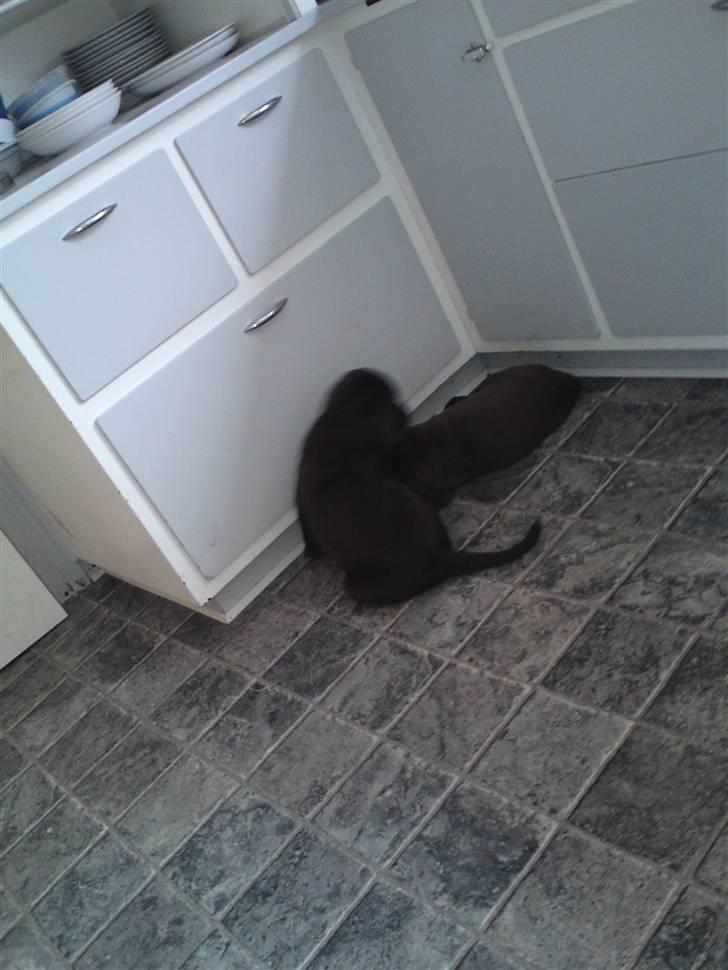 Labrador retriever chivas<33 R.I.P :'( :'( - la mig være jeg er træt ! ;D <3  billede 6
