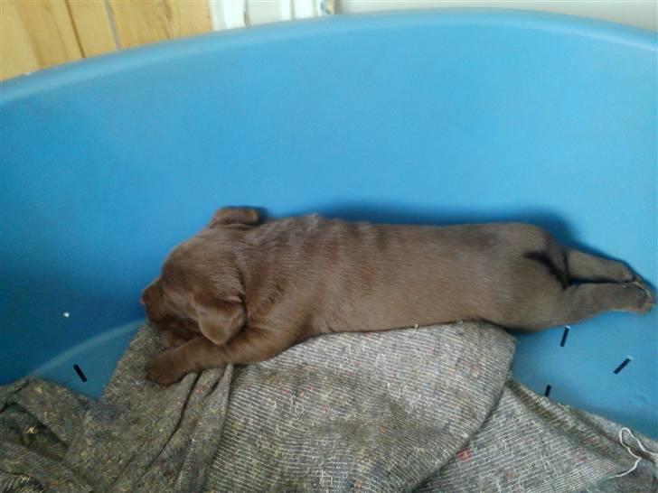 Labrador retriever chivas<33 R.I.P :'( :'( - jeg er træt ;D  billede 7