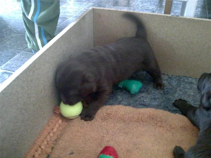 Labrador retriever chivas<33 R.I.P :'( :'( - sjov bold ;D <3  billede 8