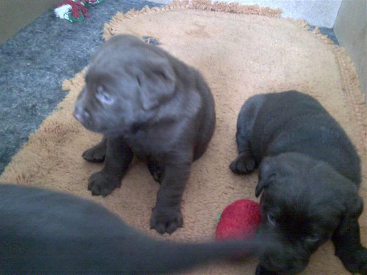 Labrador retriever chivas<33 R.I.P :'( :'( - dem alle 3 <3 ;D  billede 10